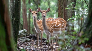 森林中相依的两只梅花鹿