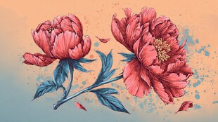 手绘双朵娇艳盛开牡丹花