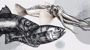 海洋生物鱼类与鱿鱼插画