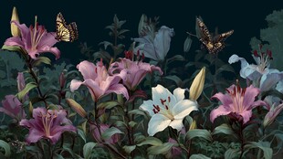 百合丛中蝶飞舞