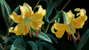 黄色百合花绘画特写