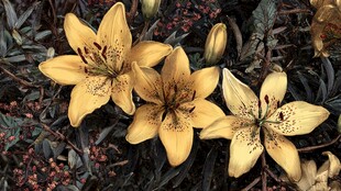 金黄百合绽放于绿叶间