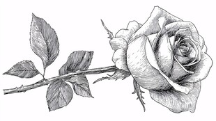 手绘单枝玫瑰素描图