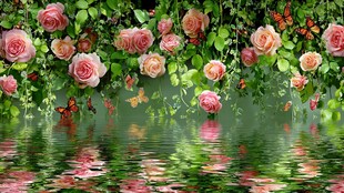 玫瑰繁花映水间