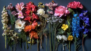 缤纷多彩鲜花组合展示