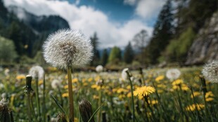 山间蒲公英花海美景