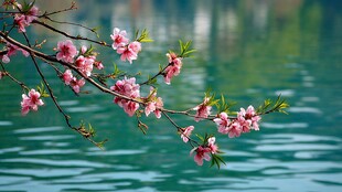 湖畔桃花绽放