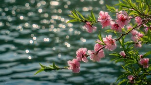湖畔桃花绽放