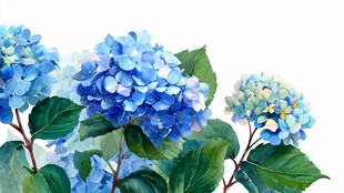 蓝色绣球花水彩画