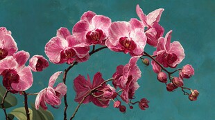 粉红蝴蝶兰绽放优雅姿态