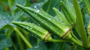 带露秋葵 清新自然之美