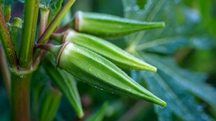 嫩绿秋葵果 清新自然风