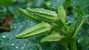 带露秋葵 清新自然之美