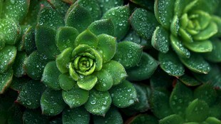 带露多肉植物清新模样