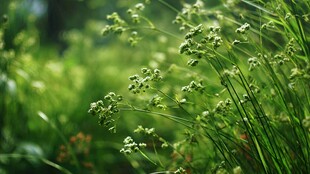 翠绿野草 尽显自然生机