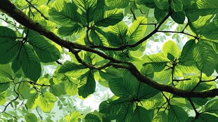 翠绿繁茂树叶的自然之美