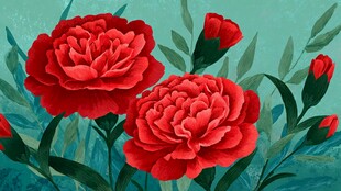 鲜艳红牡丹绽放绿叶间