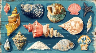 多彩贝壳展示海洋之美