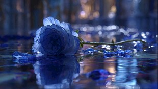 蓝玫瑰静卧于水光之中
