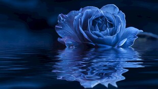 蓝玫瑰倒映于水面