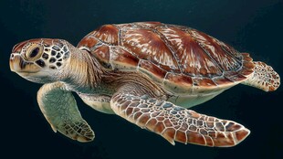 海洋中的绿海龟特写