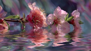 水中桃花美如画