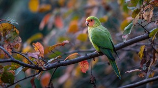 枝头绿鹦鹉 秋叶伴身旁