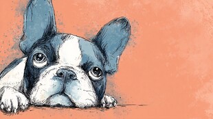 趴着的可爱法国斗牛犬