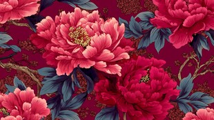 深红背景下的艳丽牡丹花