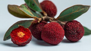 鲜红饱满的诱人杨梅果实