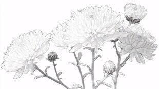 素描菊花花卉线稿图