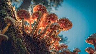 树干上的艳丽蘑菇群落