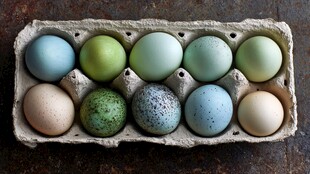 多彩鸡蛋置于蛋托中