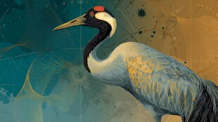 丹顶鹤插画 古典雅致风情