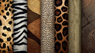 多样动物纹理皮革素材展示