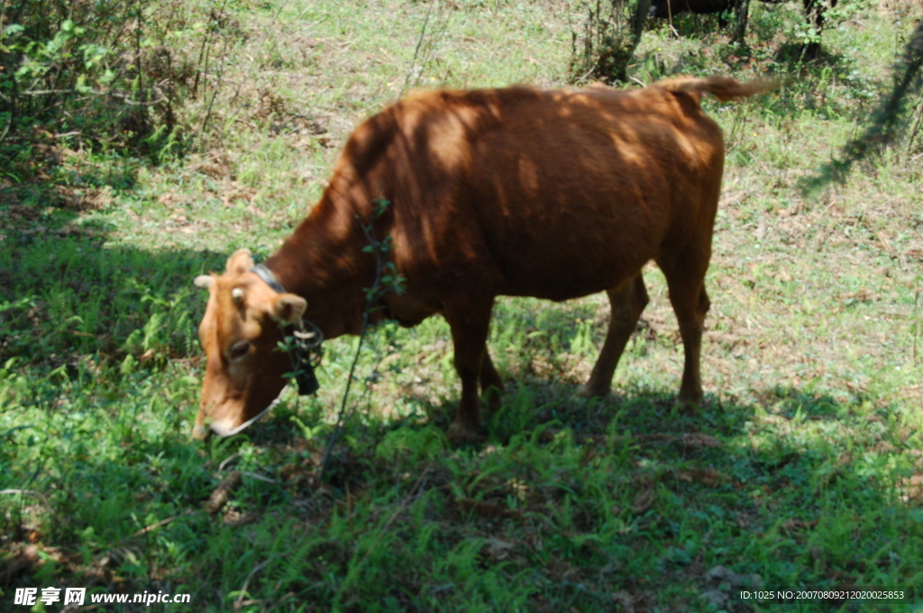 松林间牛