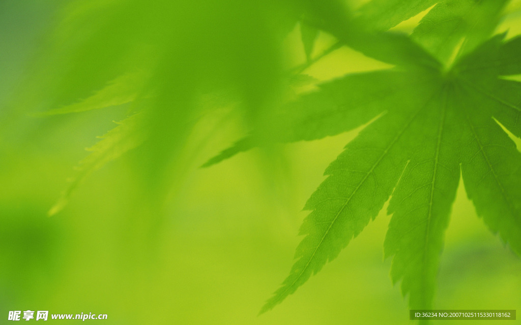 超清晰的树叶摄影