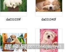 狗狗 卡哇一没话说