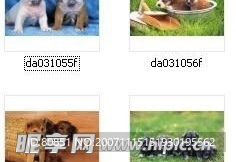 狗狗 卡哇一没话说