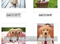 狗狗 卡哇一没话说