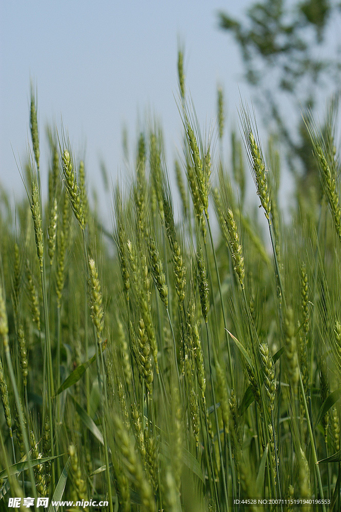 高清花朵或植物