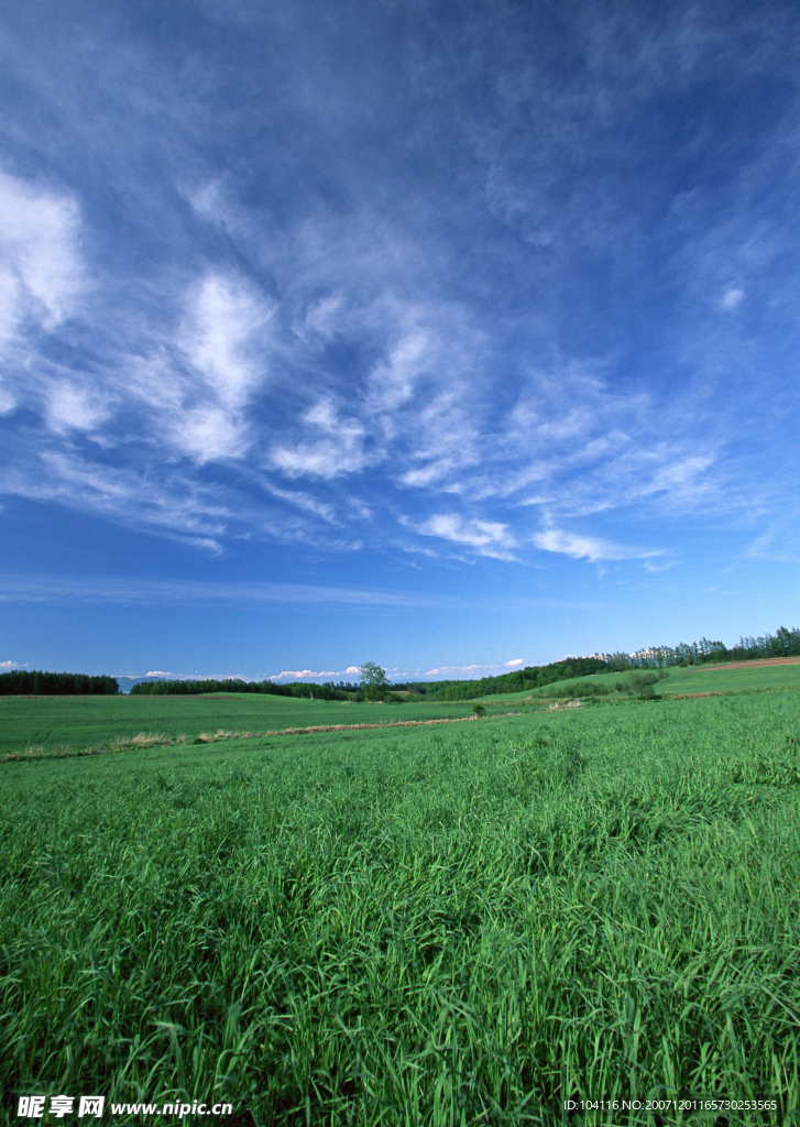 蓝天白云田野大地庄稼(老牛爱吃嫩草上传)