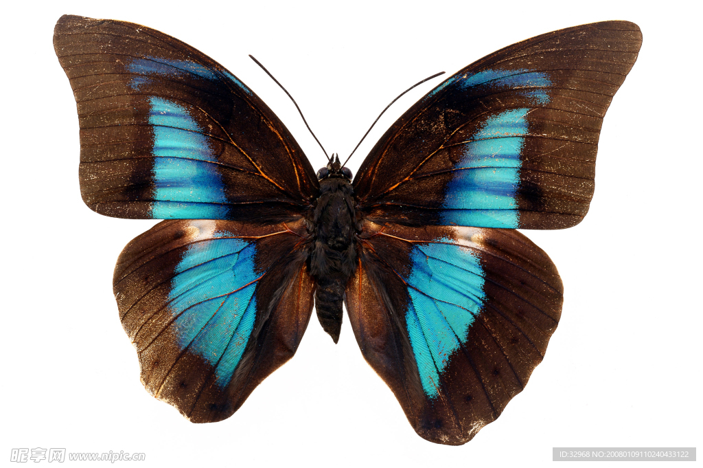 黑蓝色蝴蝶