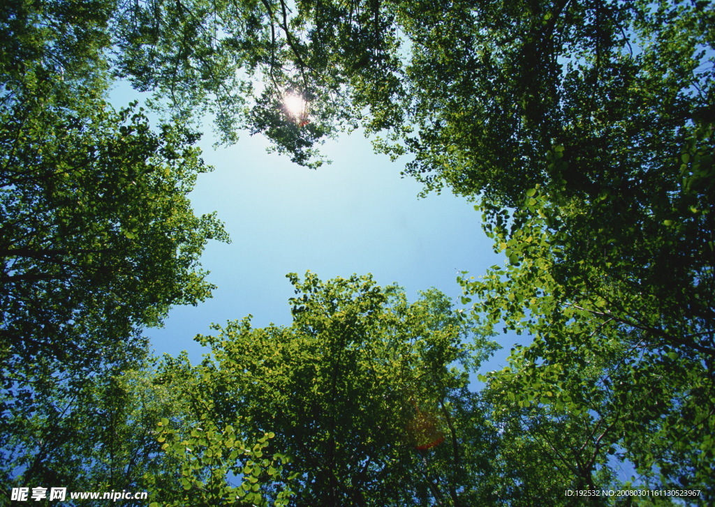 绿色树叶.叶子系列