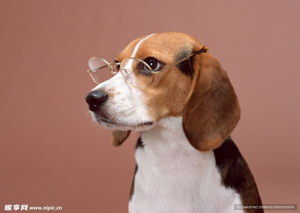 带眼镜的狗