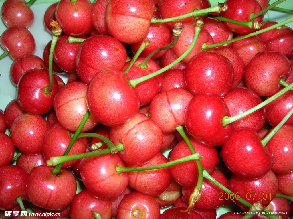 旅顺老鈇山樱桃