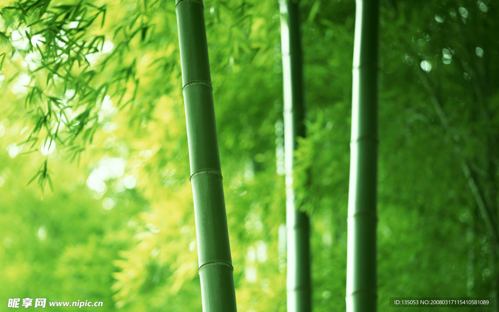 竹林深处  竹子