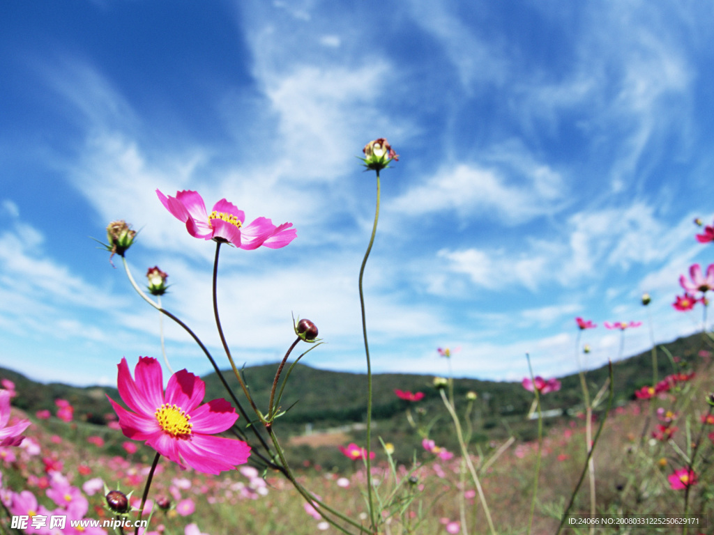 野花 天空  蓝天  花草 风景