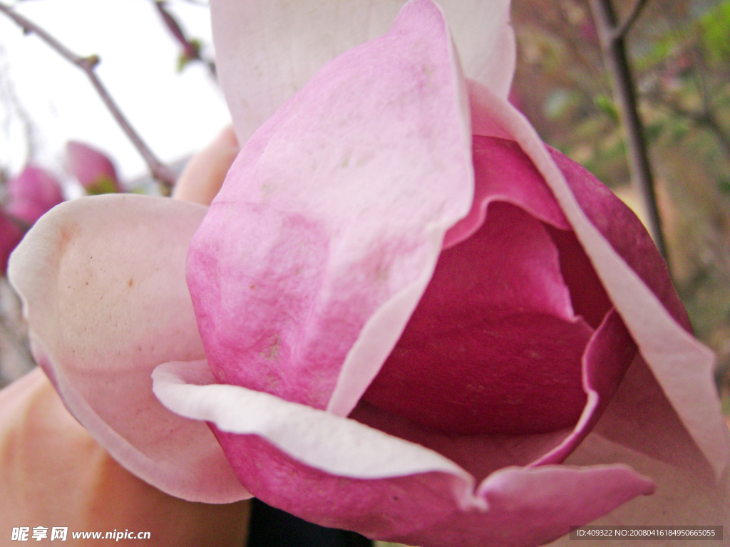 春花系列-含苞欲放