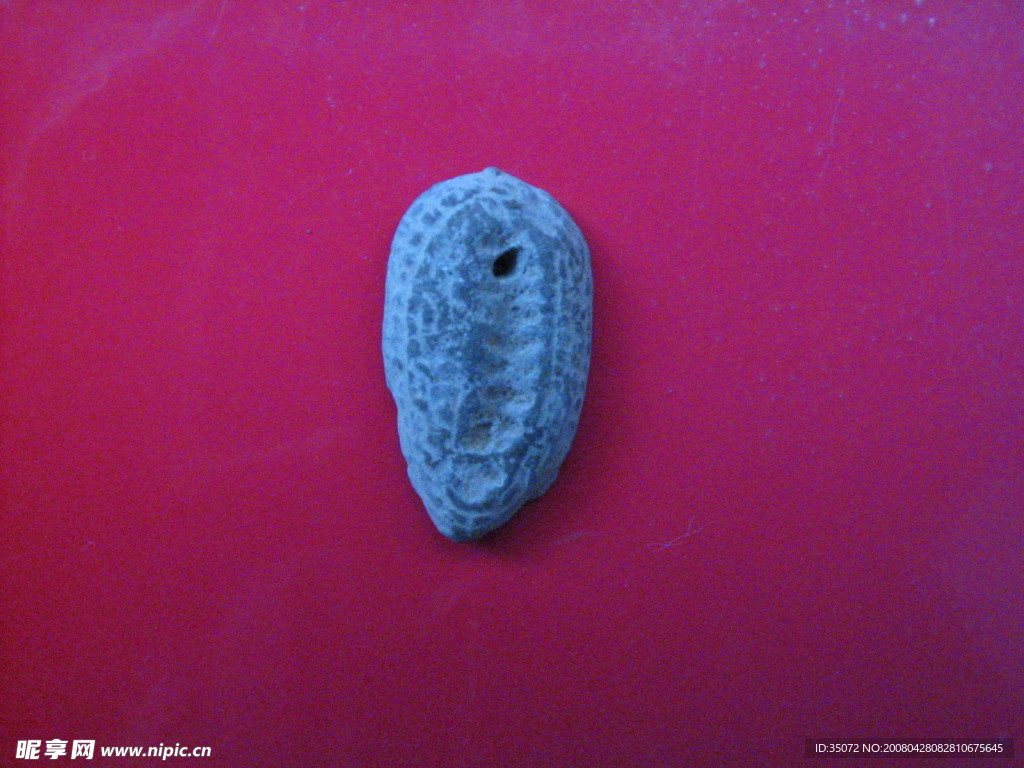 中国最早货币——骨贝